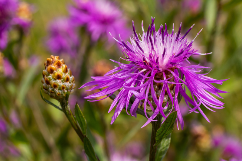 Russian knapweed