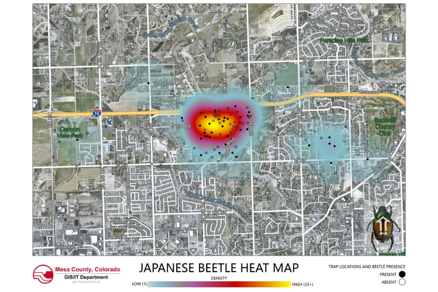 Japanese Beetle Heat Map indicating high numbers of Japanese Beetles at 24 Road and Horizon Drive between G Road and H Road. Indication of beetles is shown with yellow being the most intense infestation area followed by red, purple, and blue being infested with lower intensity in this order.
