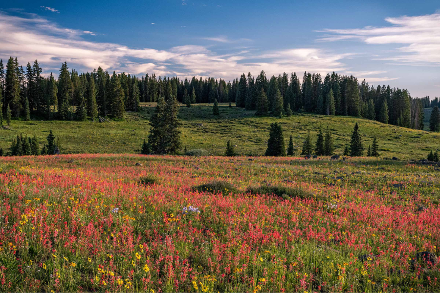 Pink and yellow flower field, pine trees, and blue sky.