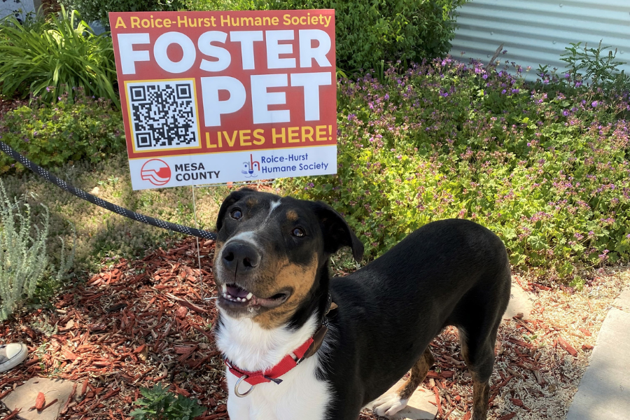 Medium sized black, brown, and white dog stands with "Foster Pet" sign
