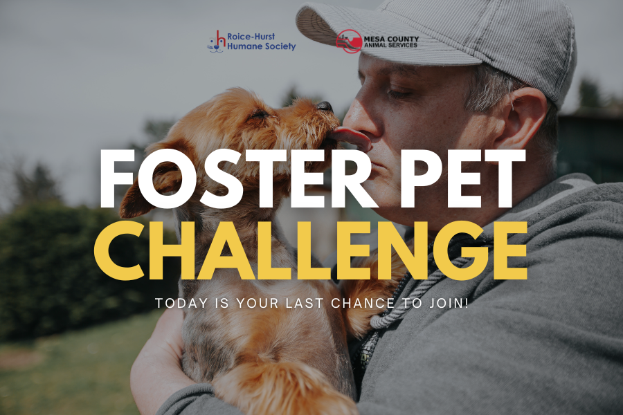 Dog licking man's face with text reading FOSTER PET CHALLENGE Today is Your Last Chance to Join!"