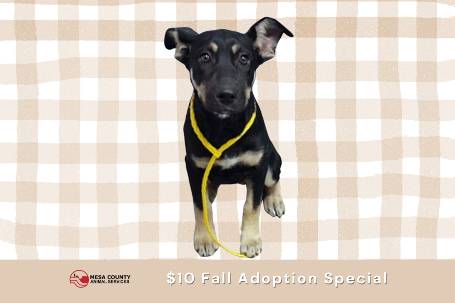 Cream and white flannel pattern background with black dog looking straight forward and white text reading, "$10 fall adoption special".