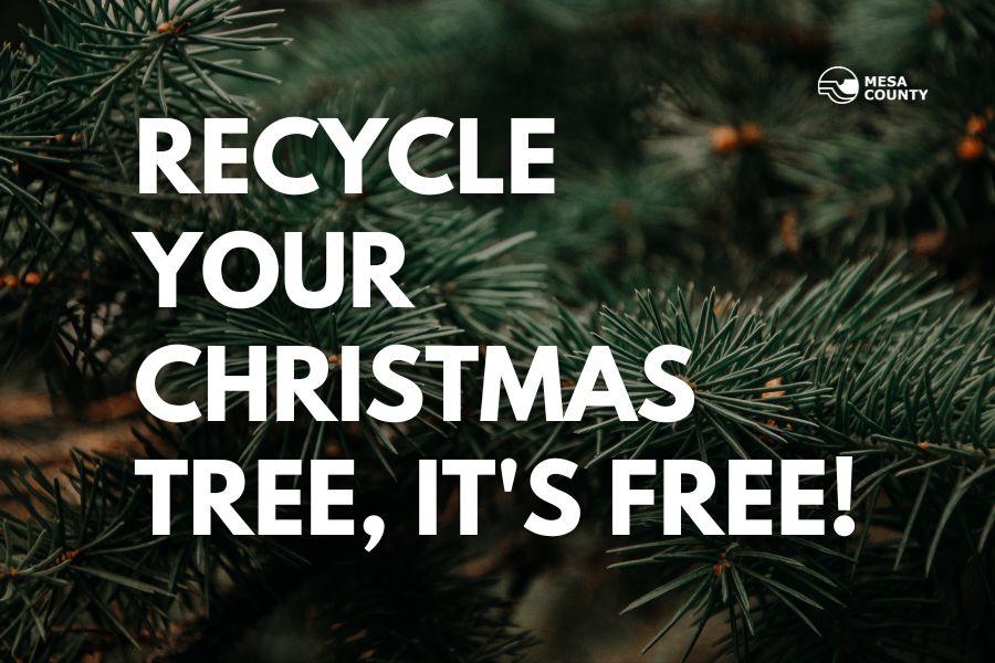 Close up photo of live Christmas tree with white text reading "RECYCLE YOUR CHRISTMAS TREE, IT'S FREE."