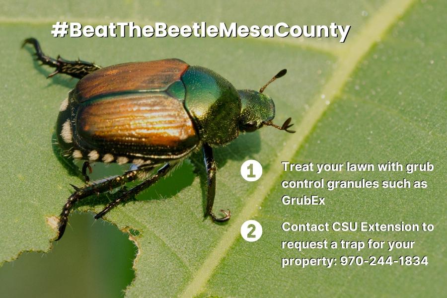 Japanese beetle on damages leaf with white text reading, "#BeatTheBeetleMesaCounty 1. Treat your lawn with grub control granules such as GrubEx 2. Contact CSU Extension at 970-244-1834 to request a trap for your property