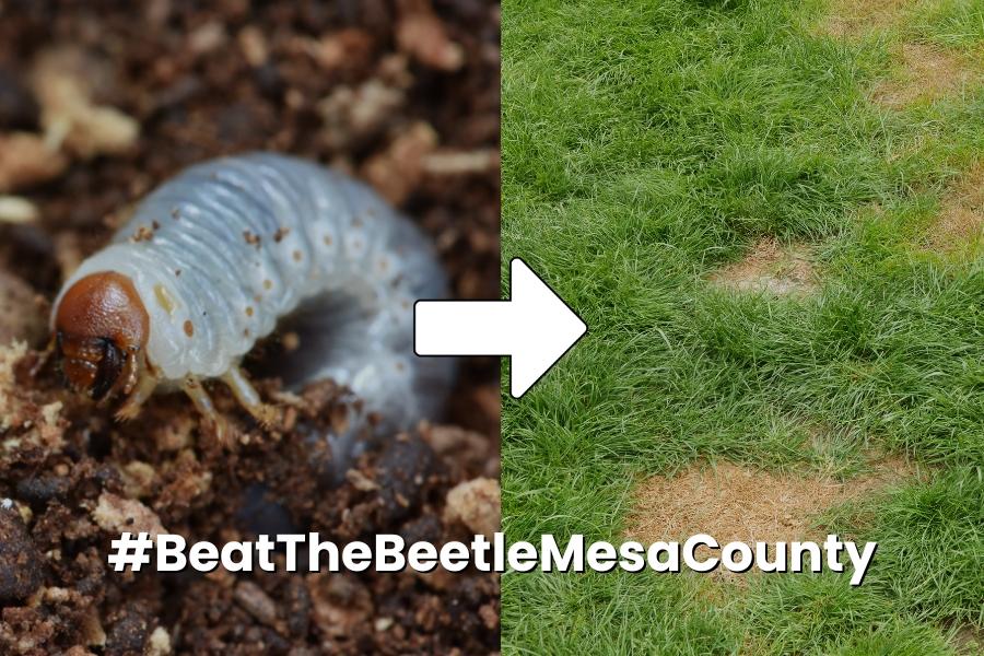 Japanese Beetle grub on left and grass with yellow spots on the right and a white arrow pointing from left to right and white text reading, "#BeatTheBeetleMesaCounty."