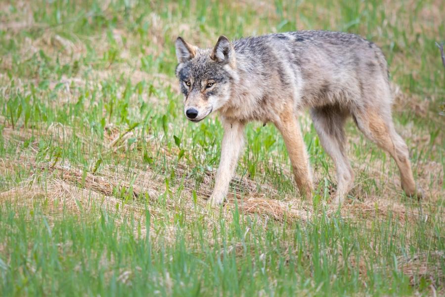 Grey wolf walking on grassy dirt area. 