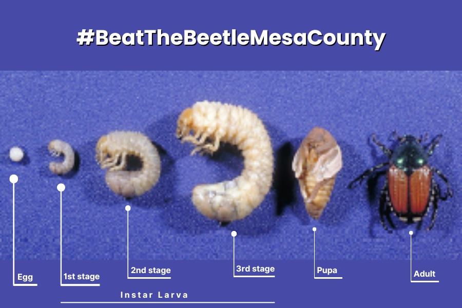 Blue background with six phases of a Japanese Beetle lifecycle starting from egg on the left and ending with the adult beetle on the right. Each one is labeled with white text. From left to right: Egg, 1st state, 2nd stage, 3rd stage instar larva, pupa, and adult.