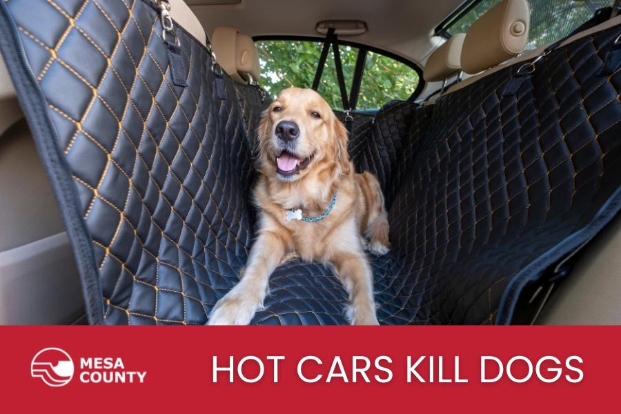Large golden dog sitting in car with red banner on the bottom with white text reading, "HOT CARS KILL DOGS," and the white Mesa County logo on the bottom left.  