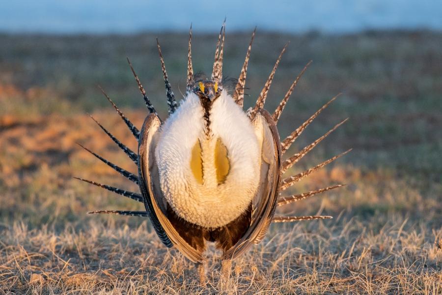 Greater Sage Grouse walking on dry grass. 