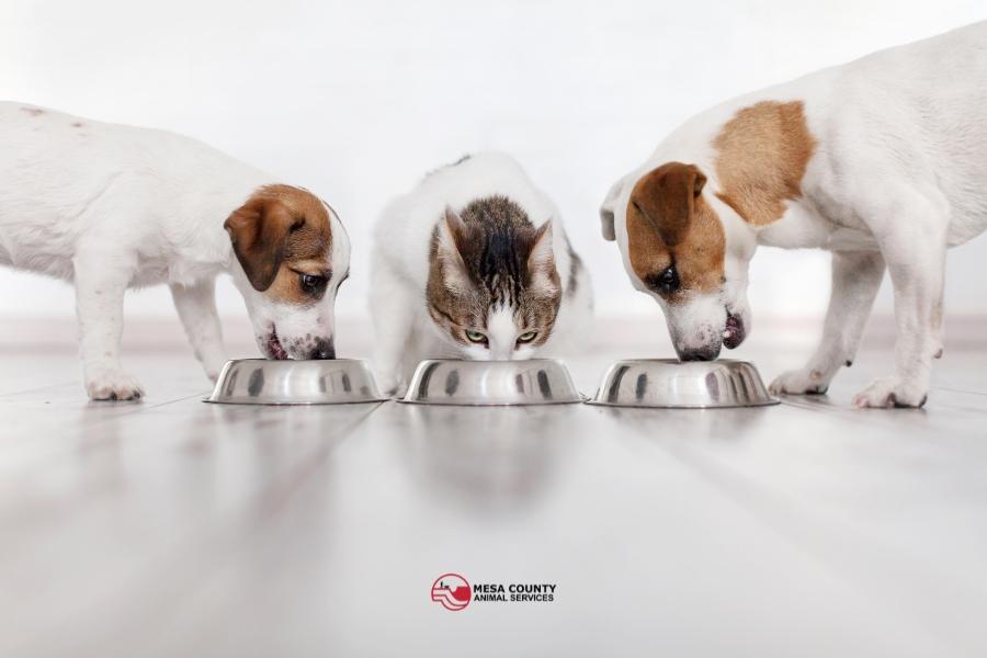 Two dogs and a cat eating food out of silver bowls. 