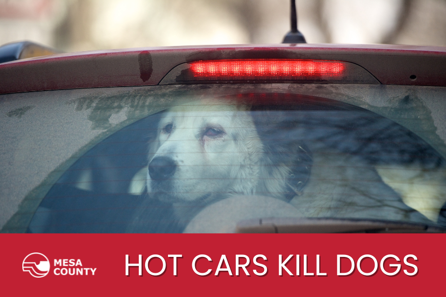 Dog trapped in hot car can be seen through window 