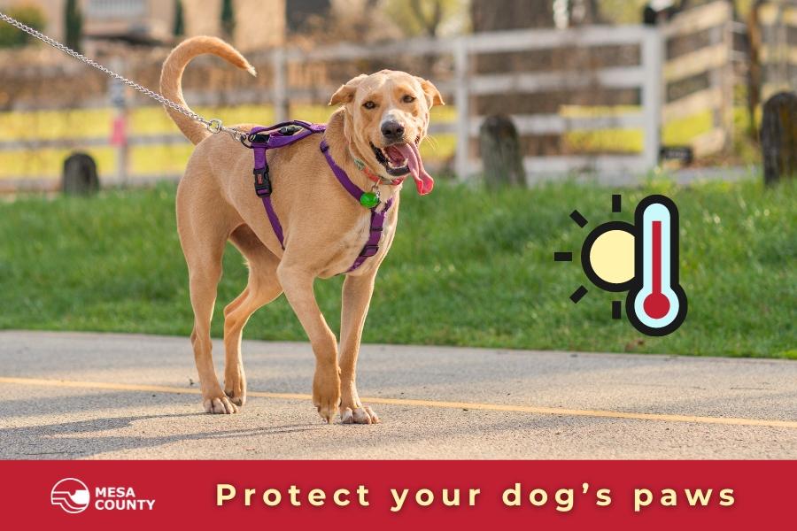 Large golden dog on purple leash with red blue and yellow animated thermometer and sun with a red bar below and light yellow text reading, "Protect your dog's paws."