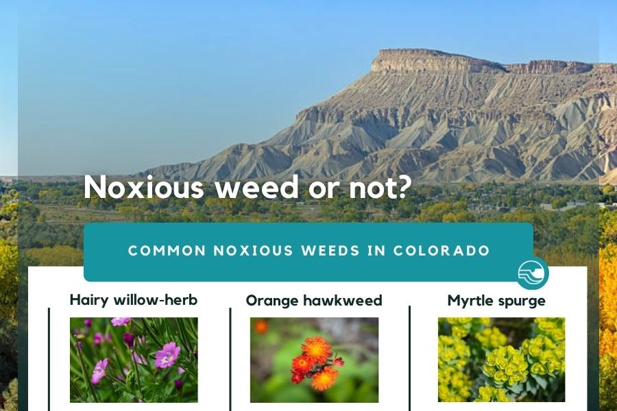 Mountain in Mesa County, CO with yellow flowers and text reading, "Noxious weed or not? Common noxious weeds in Colorado," with three images of noxious weeds. 